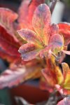 Azalka velkokvětá Nelen pro zelen Rhododendron Knap Hill podzimní list