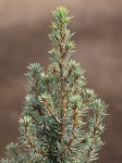 Picea glauca 'Sander´s Blue´ Smrk sivý zakrslý 'Sander's Blue' Nelen pro zelen detail