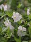 Vinca minor 'Alba' Barvínek menší 'Alba' Nelen pro zelen květy