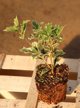 Osmathus heterophyllus ´Variegatus´ Vonokvětka různolistá 'Variegatus' Nelen pro zelen sazenice QP
