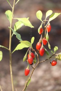 Kustovnice čínská  Goji Grosftuchting Nelen pro zelen Lycium chinense Goji Grosftuchting plody