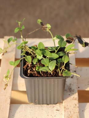 Vinca minor 'Alba' Barvínek menší 'Alba' Nelen pro zelen sazenice h9
