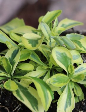 Arabis ferdinandii-coburgii 'Old Gold' Huseník výběžkatý 'Old Gold' Nelen pro zelen listy