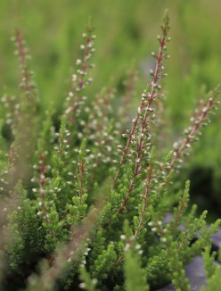 Calluna vulgaris 'Patricia' Vřes obecný 'Patricia' Nelen pro zelen detail Calluna vulgaris 'Patricia' Vřes obecný 'Patricia' Nelen pro zelen detail