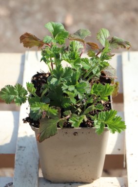 Geum heldreichii(x) 'Georgensberg' Kuklík 'Georgensberg' Nelen pro zelen sazenice h9x9