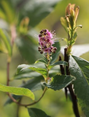 Spiraea douglasii Tavolník Douglasův Nelen pro zelen poupě