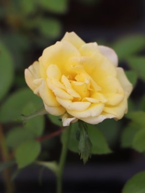 Rosa 'Fairy Gold' Růže půdopokryvná 'Fairy Gold' Nelen pro zelen květ detail