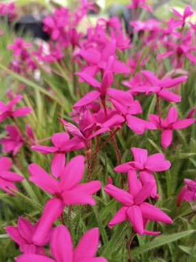 Rhodohypoxis milloides 'Claudia' Rhodohypoxis mil. 'Claudia' Nelen pro zelen květy
