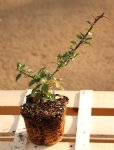 Pyracantha coccinea 'Saphyr® Orange´ Hlohyně šarlatová 'Saphyr ® Orange' Nelen pro zelen sazenice QP