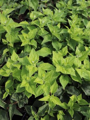 Philadelphus 'Belle Etoile' Pustoryl 'Belle Etoile' Nelen pro zelen záhon