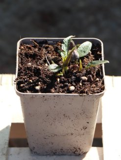 Echinacea 'Lakota™ Red' Třapatkovka 'Lakota™ Red' Nelen pro zelen sazenice h9x9 Echinacea 'Lakota™ Red' Třapatkovka 'Lakota™ Red' Nelen pro zelen sazenice h9x9