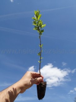 Řešetlák počistivý Nelen pro zelen Rhamnus cathartica rostlina