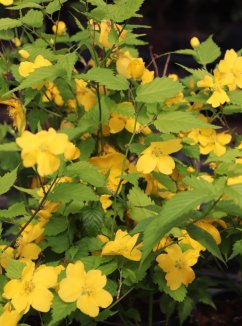 Kerria japonica ´Golden Guinea´ Zákula japonská 'Golden Guinea' Nelen pro zelen květy Kerria japonica ´Golden Guinea´ Zákula japonská 'Golden Guinea' Nelen pro zelen květy