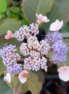 Hydrangea aspera 'Hot Chocolate' Hortenzie drsná 'Hot Chocolate' Nelen pro zelen detail květu