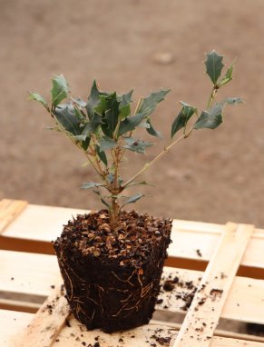 Osmathus heterophyllus ´Pupureus´ Vonokvětka různolistá 'Purpureus' Nelen pro zelen sazenice QP