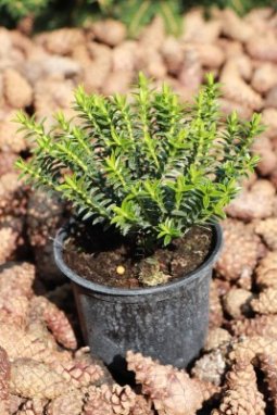 Hebe vonné 'Nana' Nelen pro zelen Hebe odora 'Nana' rostlina