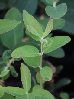 Lonicera kamtschatica 'Leningradskij Velikan' Zimolez kamčatský 'Leningradskij Velikan' Nelen pro zelen detail