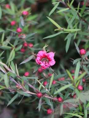 Leptospermum scoparium 'Crimson Glory´ Balmín metlatý 'Crimson Glory' Nelen pro zelen květ