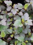 Physocarpus opulifolius 'Little Joker´ Tavola kalinolistá 'Little Joker' Nelen pro zelen listy