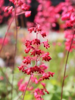 Heuchera 'Bressingham Hybrids' Dlužicha 'Bressingham Hybrids' Nelen pro zelen květy Heuchera 'Bressingham Hybrids' Dlužicha 'Bressingham Hybrids' Nelen pro zelen květy