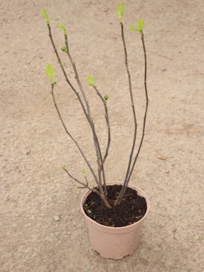 Ficus carica 'Francuesco' Fíkovník smokvoň 'Francuesco' Nelen pro zelen kontej 2L