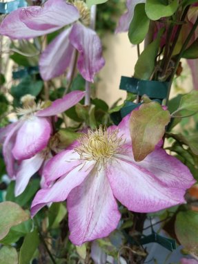 Clematis 'Asao' Plamének 'Asao' Nelen pro zelen dokvétající květy