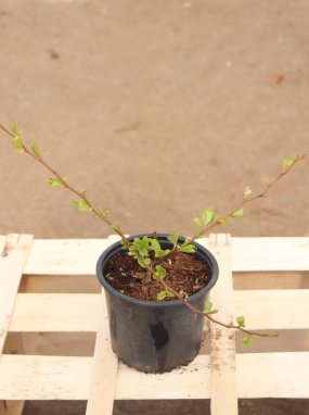 Chaenomeles x superba 'Jet Trail' Kdoulovec nádherný 'Jet Trail' Nelen pro zelen kont 1L