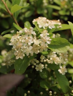 Pyracantha coccinea 'Saphyr® Jaune´ Hlohyně šarlatová 'Saphyr® Jaune' Nelen pro zelen květy Pyracantha coccinea 'Saphyr® Jaune´ Hlohyně šarlatová 'Saphyr® Jaune' Nelen pro zelen květy