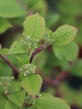 Viburnum plicatum 'Dart´s Red Robin´ Kalina japonská 'Dart's Red Robin' Nelen pro zelen listy s poupaty