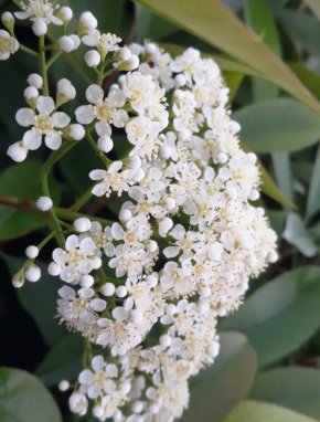 Photinia x fraseri ´Clone Pistoia´ Blýskavka Fraserova 'Clone Pistoia' Nelen pro zelen květ