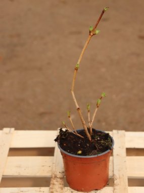 Viburnum opulus ´Roseum´ Kalina obecná 'Roseum' Nelen pro zelen kont 12cm