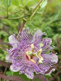 Passiflora caerulea 'Cooltropics® Eia Popeia´ Mučenka 'Cooltropics® Eia Popeia´ Nelen pro zelen květ Passiflora caerulea 'Cooltropics® Eia Popeia´ Mučenka 'Cooltropics® Eia Popeia´ Nelen pro zelen květ