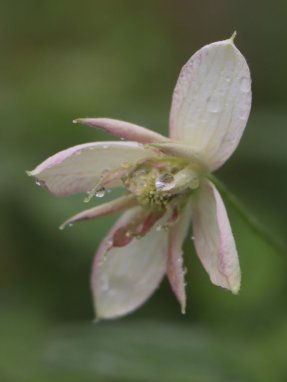 Clematis montana 'Broughton Star´ Plamének horský 'Broughton Star' Nelen pro zelen rozkvétající poupě