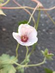 Geranium ´Coombland White´ Kakost 'Coombland White' Nelen pro zelen květ