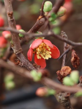 Chaenomeles x superba 'Crimson and Gold' Kdoulovec nádherný 'Crimson and Gold' květ
