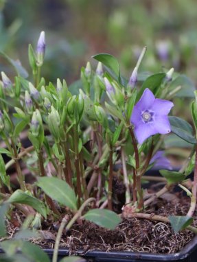 Vinca minor Barvínek menší Nelen pro zelen poupata
