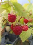 Rubus idaeus 'Regina' Maliník 'Regina' Nelen pro zelen plody