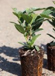 Bobkovišeň lékařská Nelen pro zelen Prunus laurocerasus rostlina
