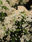 Pyracantha coccinea 'Saphyr® Orange´ Hlohyně šarlatová 'Saphyr ® Orange' Nelen pro zelen květy
