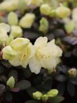 Rododendron Nelen pro zelen Rhododendron květ