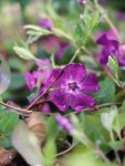 Vinca minor 'Atropurpurea´ Barvínek menší 'Atropurpurea' Nelen pro zelen květy