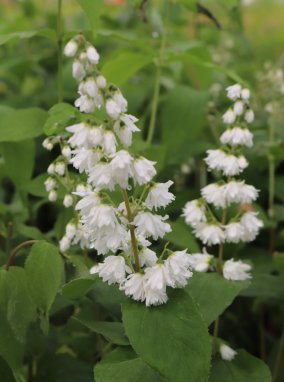 Deutzia 'Pink Pom Pom' Trojpuk 'Pink Pom Pom' Nelen pro zelen soubor květů