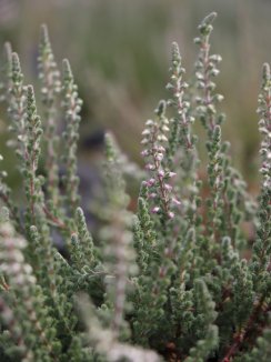 Calluna vulgaris Silvana Vřes obecný Silvana Nelen pro zelen detail Calluna vulgaris Silvana Vřes obecný Silvana Nelen pro zelen detail