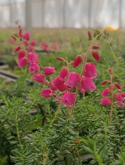 Daboecia cantabrica 'Angelina' Dabécie kantabrijská 'Angelina' Nelen pro zelen květy Daboecia cantabrica 'Angelina' Dabécie kantabrijská 'Angelina' Nelen pro zelen květy