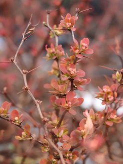 Berberis thunbergii 'Ruby Star´® Dřišťál Thunbergův 'Ruby Star' ® Nelen pro zelen rašící rostlina Berberis thunbergii 'Ruby Star´® Dřišťál Thunbergův 'Ruby Star' ® Nelen pro zelen rašící rostlina
