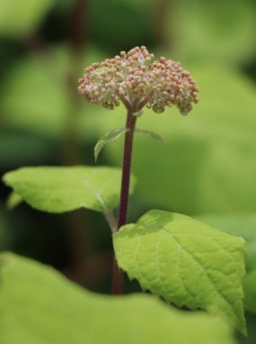 Hydrangea arboreta Pink Anna hortenzie stromeckovita Nelen pro zelen před rozkvětem