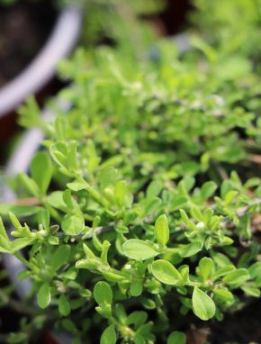 Cytisus decumbens ´Nana´ Čilimník rozložený 'Nana' Nelen pro zelen detail listy