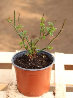 Rosa 'Pepina' Růže 'Pepina' Nelen pro zelen ko 12cm Rosa 'Pepina' Růže 'Pepina' Nelen pro zelen ko 12cm