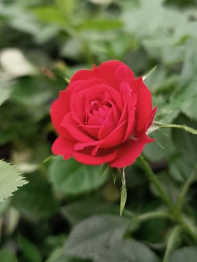 Rosa 'Rote The Fairy' Růže půdopokryvná 'Rote The Fairy' Nelen pro zelen poupě