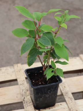 Actinidia arguta 'Prince Jumbo' Aktinidie význačná 'Prince Jumbo' Nelen pro zelen h9x9